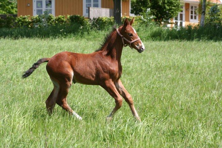 Dansk Varmblod Lisandro billede 9