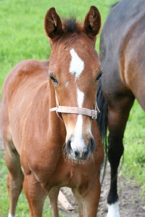 Dansk Varmblod Lisandro billede 4
