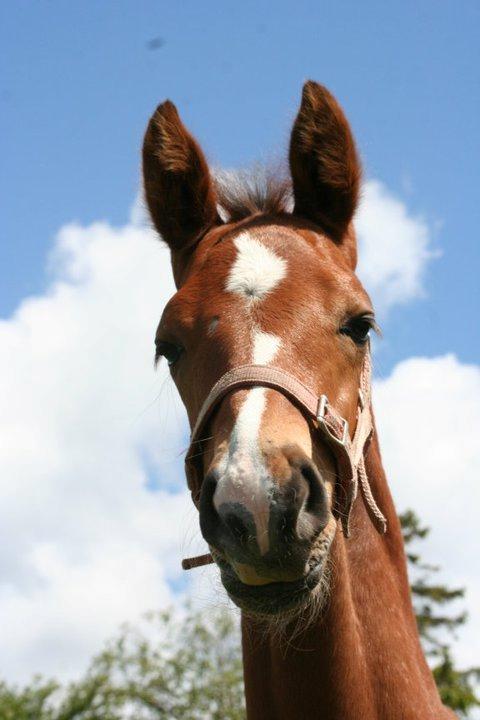 Dansk Varmblod Lisandro billede 5