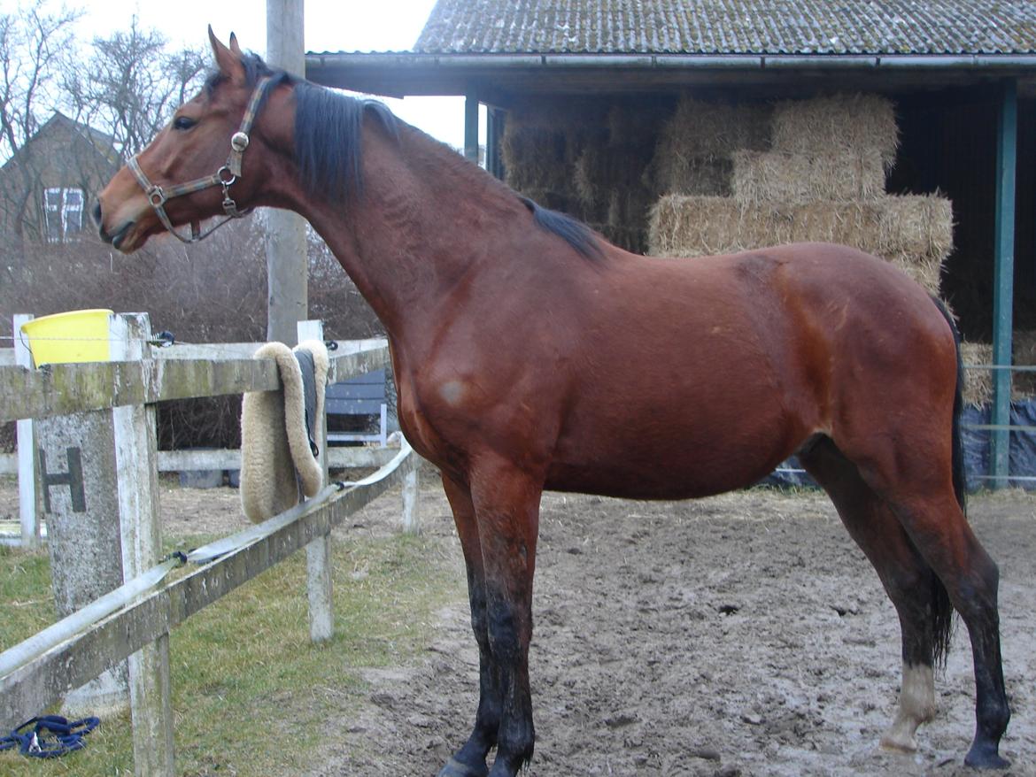 Dansk Varmblod Lisandro billede 6