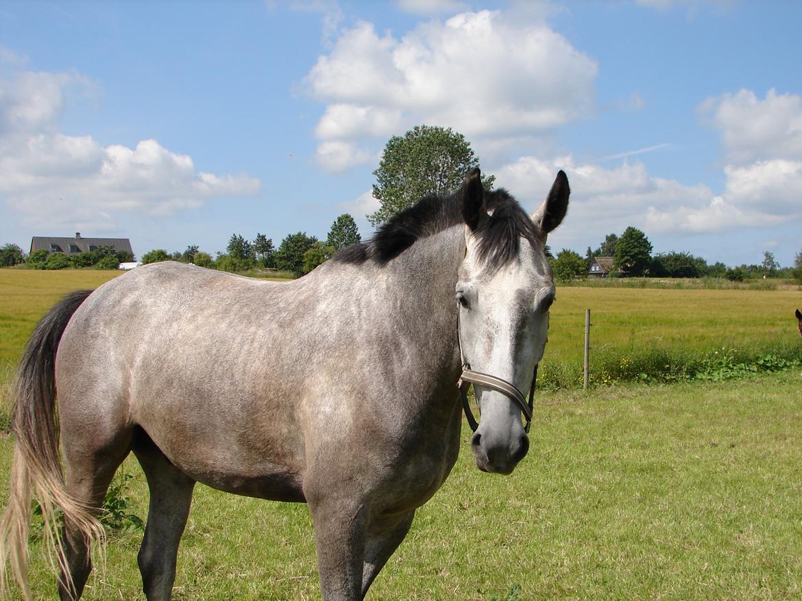 Anden særlig race Søndergårds Ravdi billede 1
