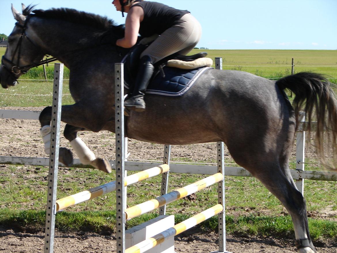 Anden særlig race Søndergårds Ravdi billede 3