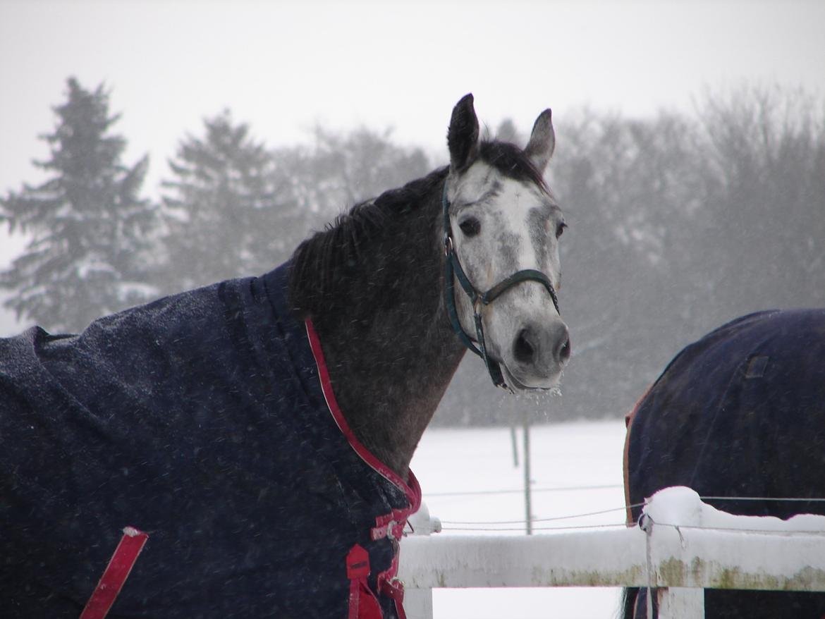 Anden særlig race Søndergårds Ravdi billede 4
