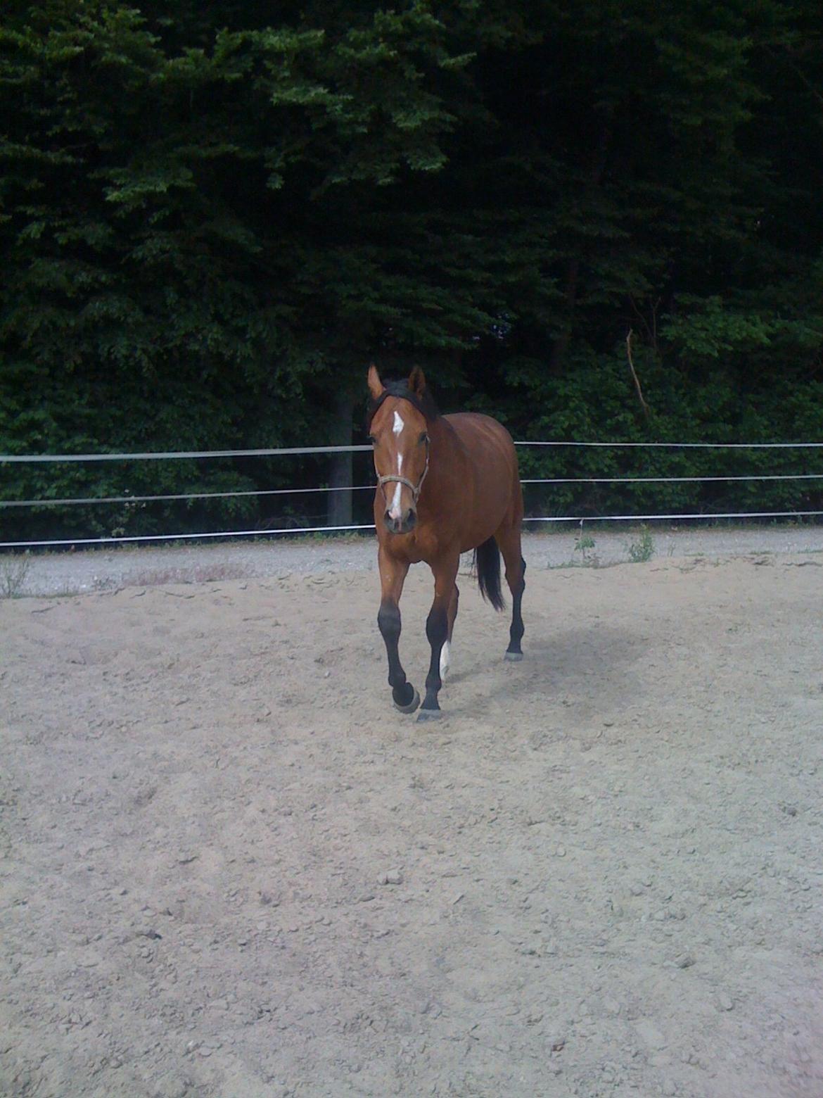 Dansk Varmblod Lisandro billede 7