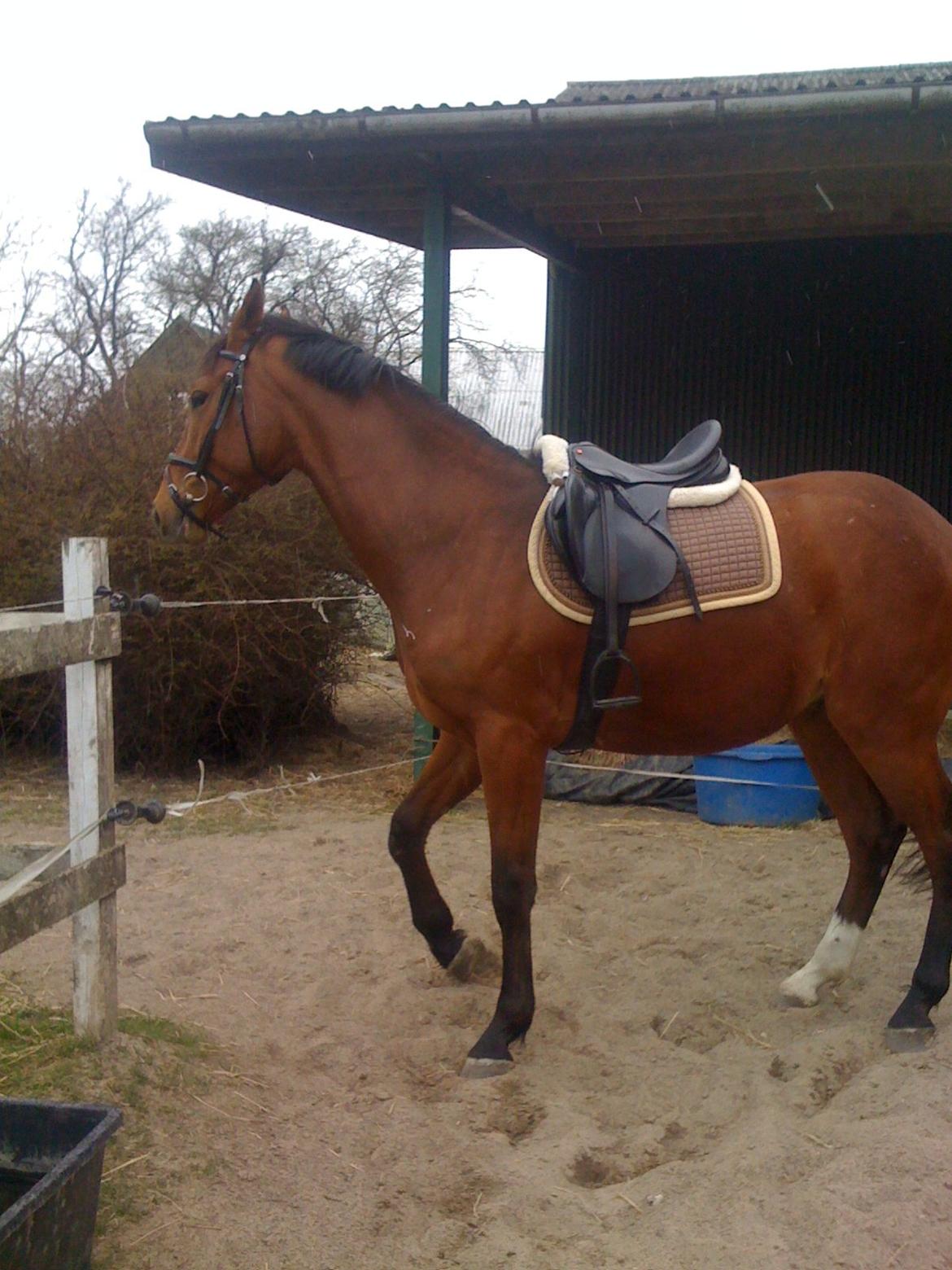 Dansk Varmblod Lisandro billede 8