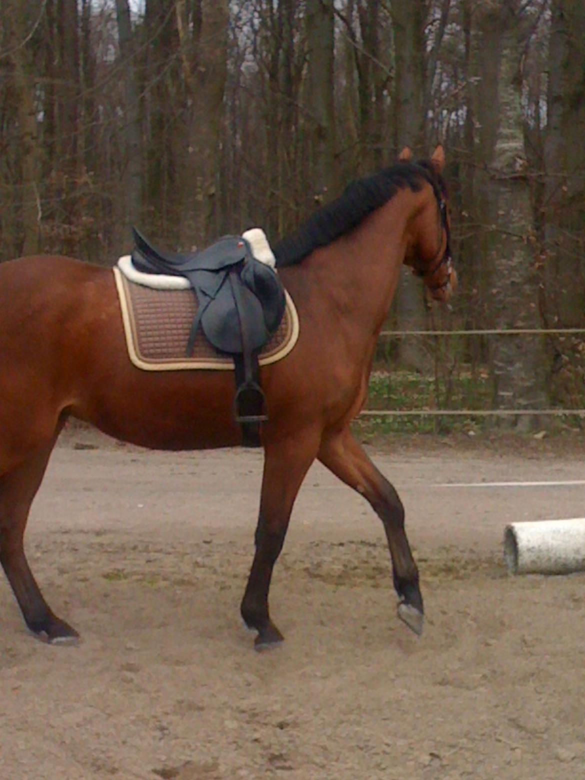 Dansk Varmblod Lisandro billede 2