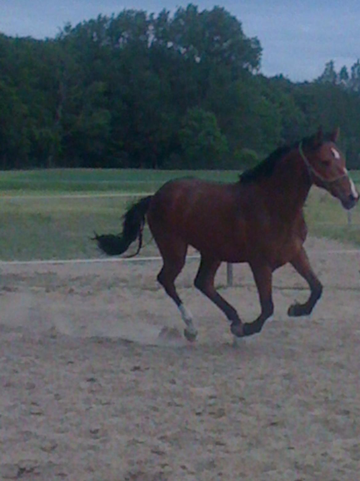 Dansk Varmblod Lisandro billede 1