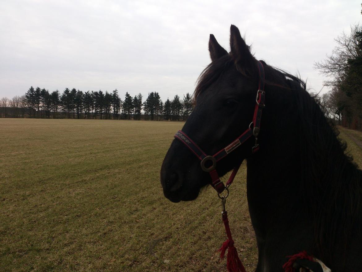 Frieser Temmy - første gå tur væk fra gården billede 12