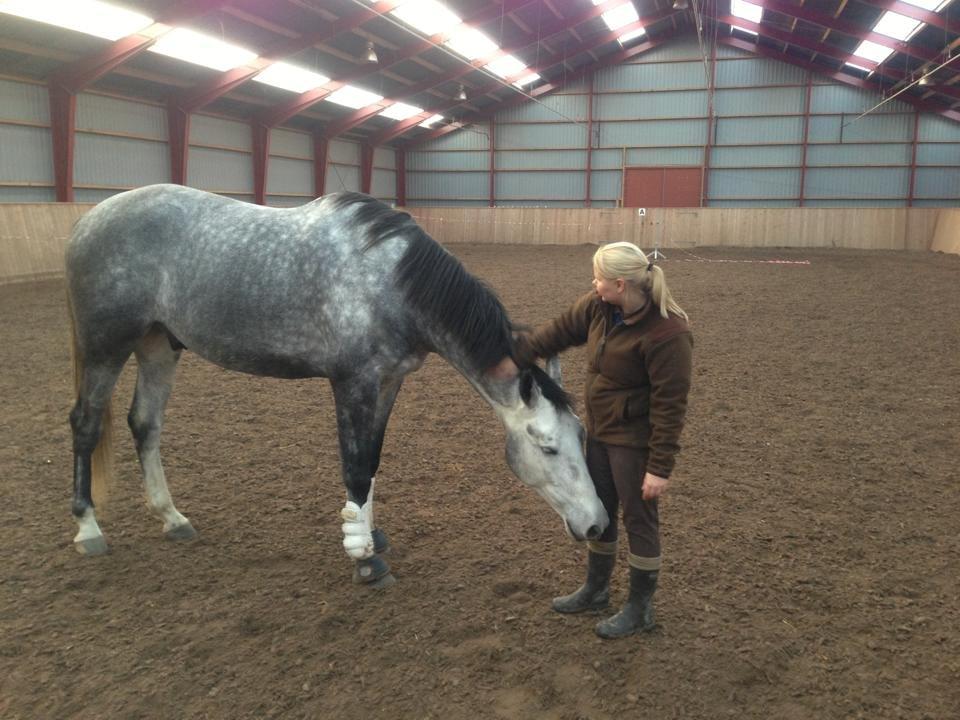 Anden særlig race Søndergårds Ravdi billede 5