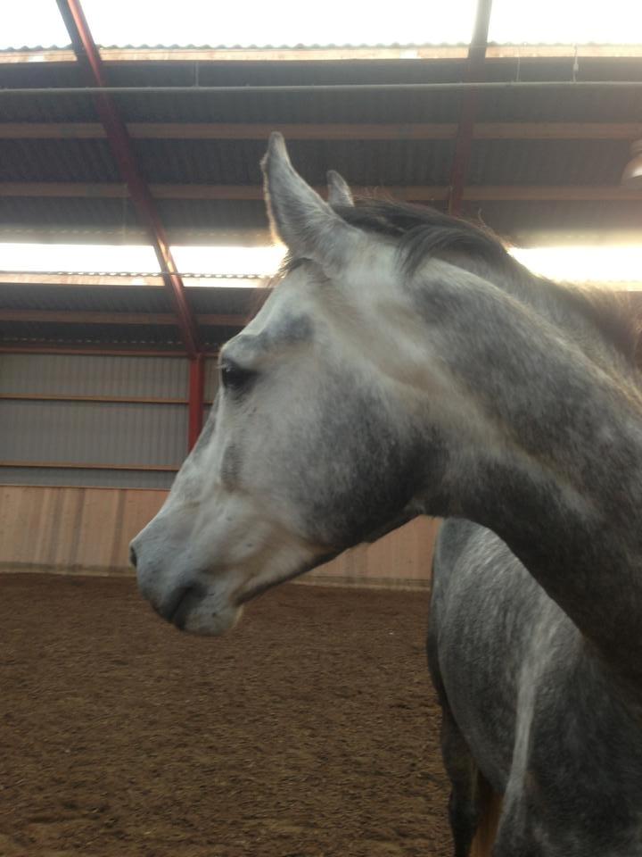 Anden særlig race Søndergårds Ravdi billede 6