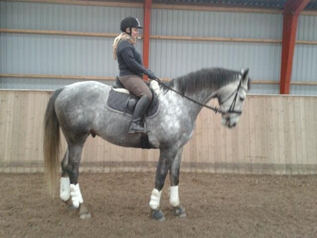 Anden særlig race Søndergårds Ravdi billede 2