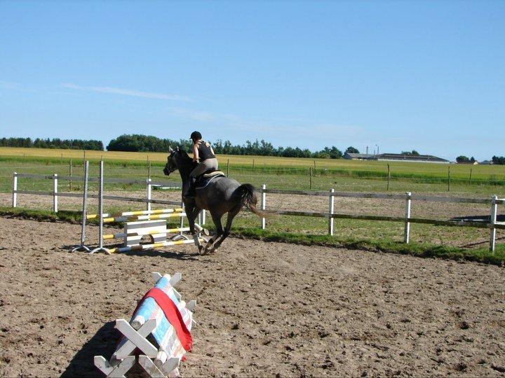 Anden særlig race Søndergårds Ravdi billede 8