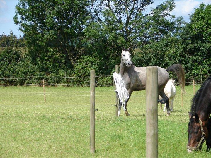 Anden særlig race Søndergårds Ravdi billede 9