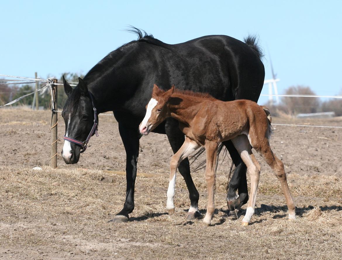 DSP Lykkebo Diva RSDH 708 billede 5