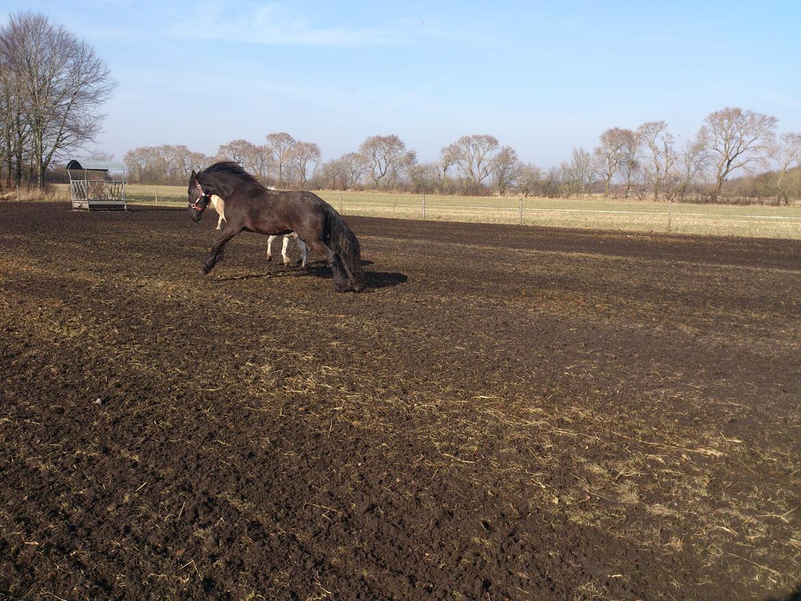 Frieser Temmy billede 17