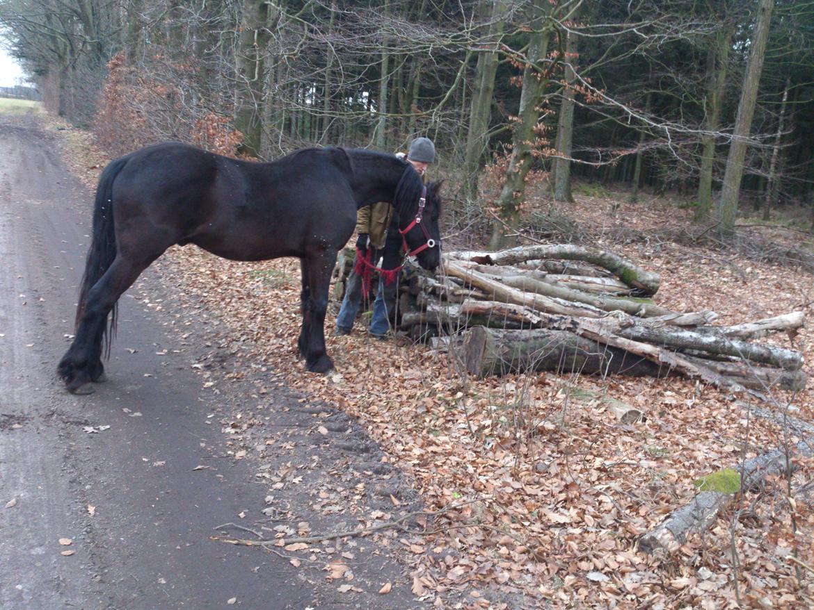 Frieser Temmy billede 13