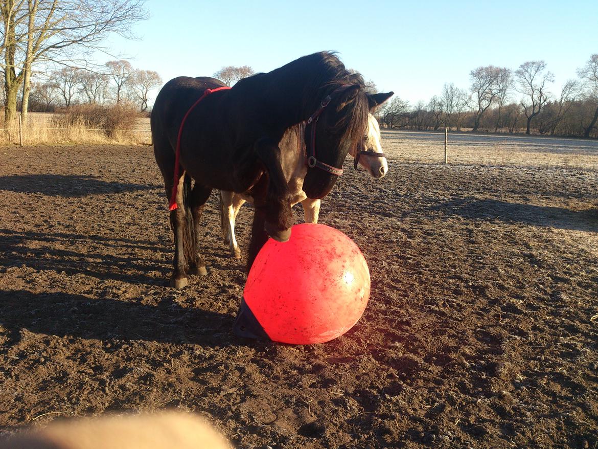 Frieser Temmy - Var det det far mente.. billede 16