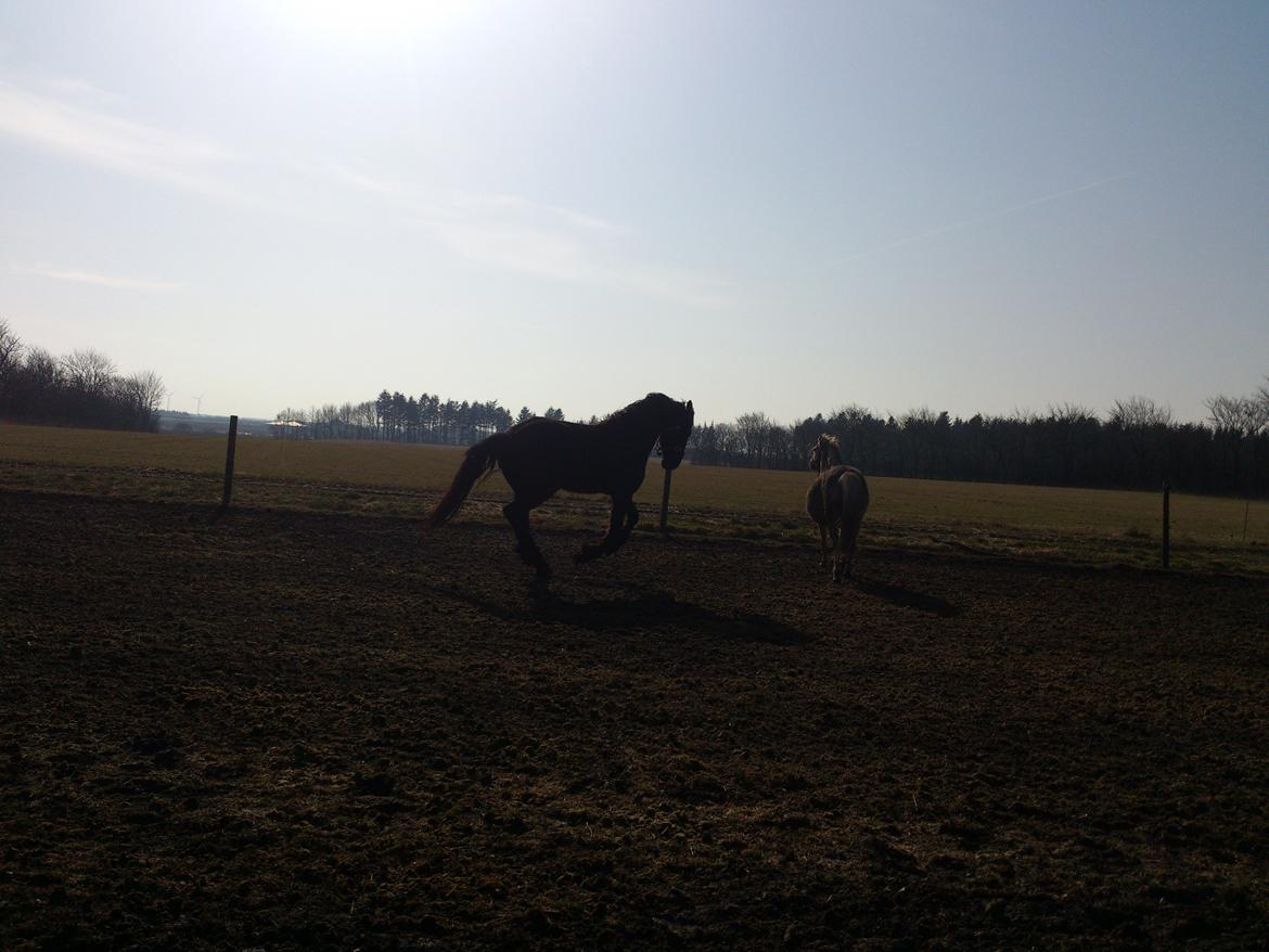 Frieser Temmy billede 18