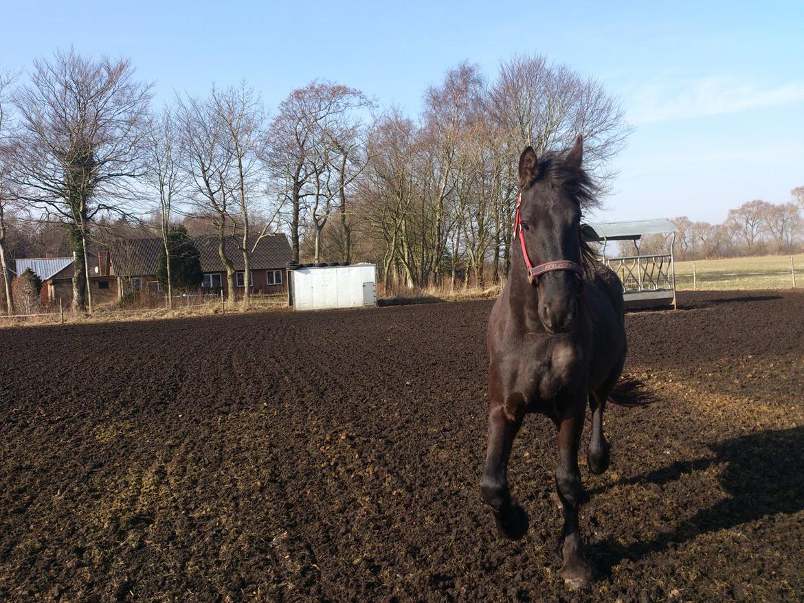 Frieser Temmy billede 19