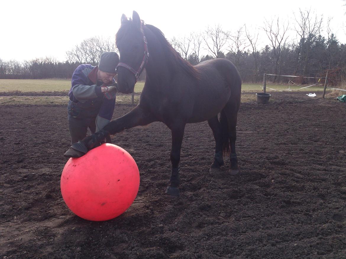 Frieser Temmy - Sådan her Temmy billede 14