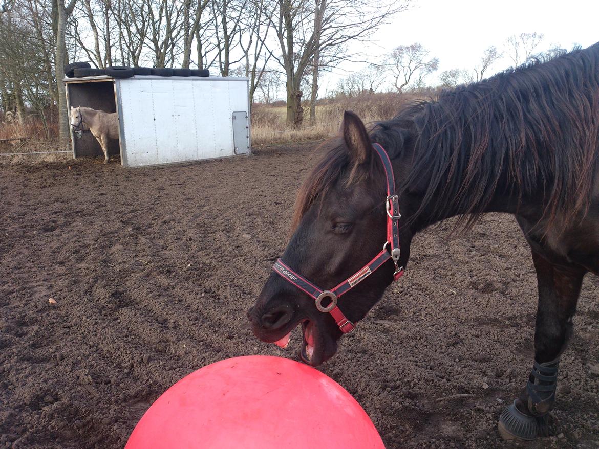 Frieser Temmy billede 15