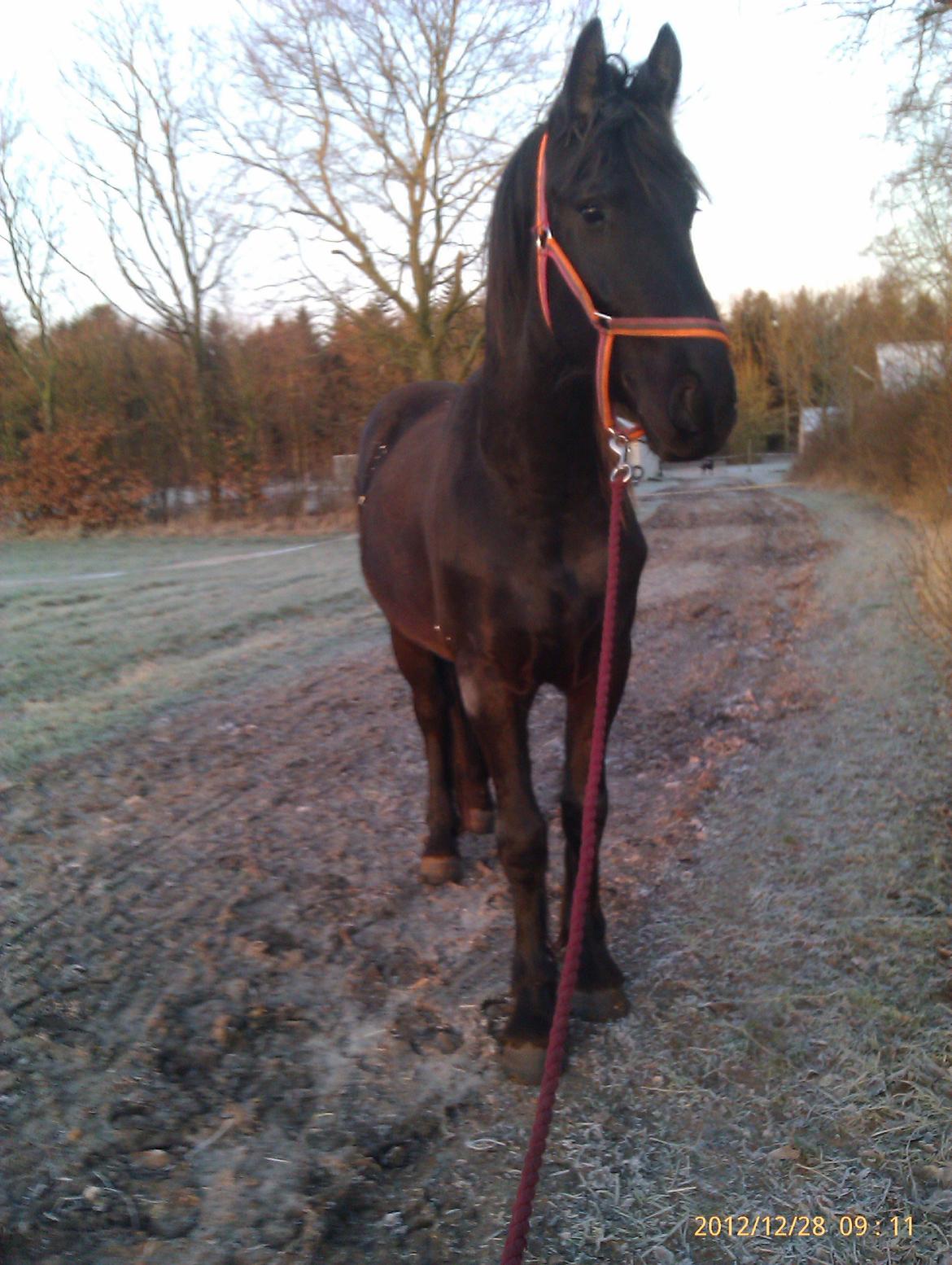 Frieser Temmy billede 20