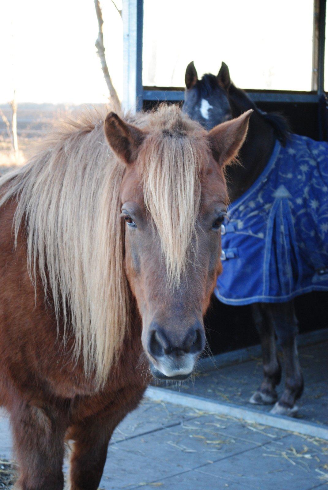 Anden særlig race Anton (den søde ''rullepølse'') billede 4