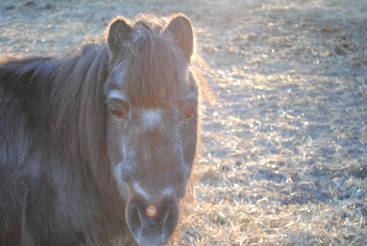Shetlænder Jonas billede 15