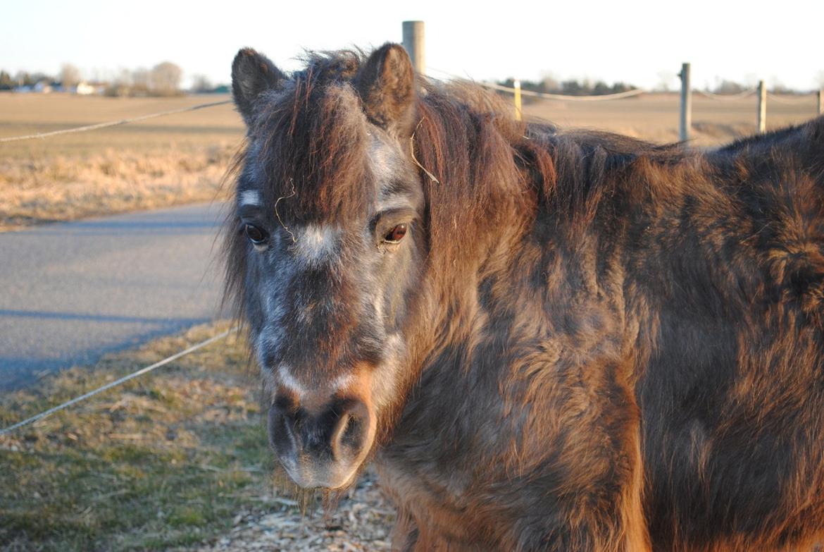 Shetlænder Jonas billede 16