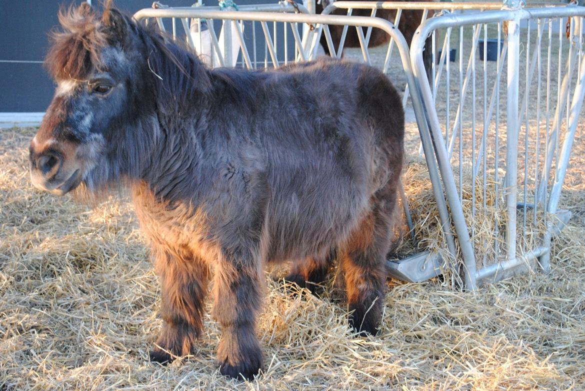 Shetlænder Jonas billede 17