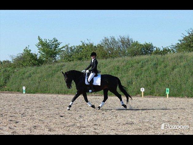 Anden særlig race Chili - Sara og Chili, dressurstævne. billede 11