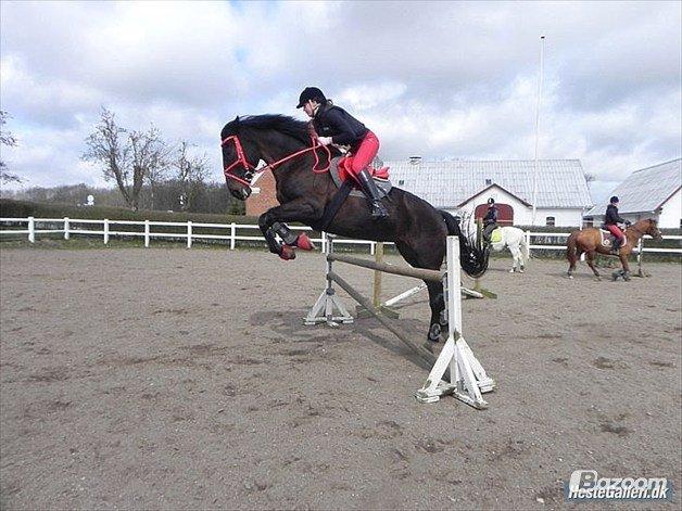 Anden særlig race Chili - Sara og Chili, springtræning. billede 12