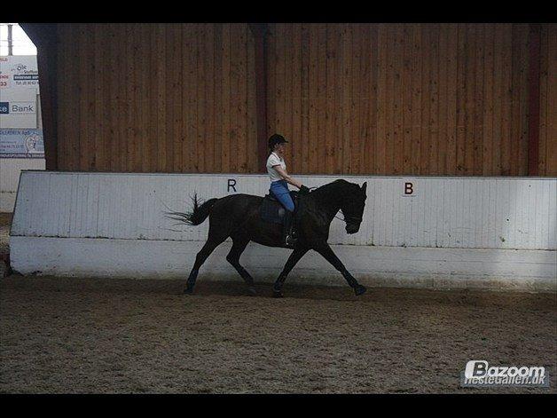 Anden særlig race Chili - Sara og Chili, dressurtræning. billede 17