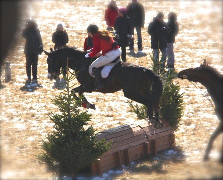 Dansk Varmblod Askemosegaards Ram Á Jean billede 3