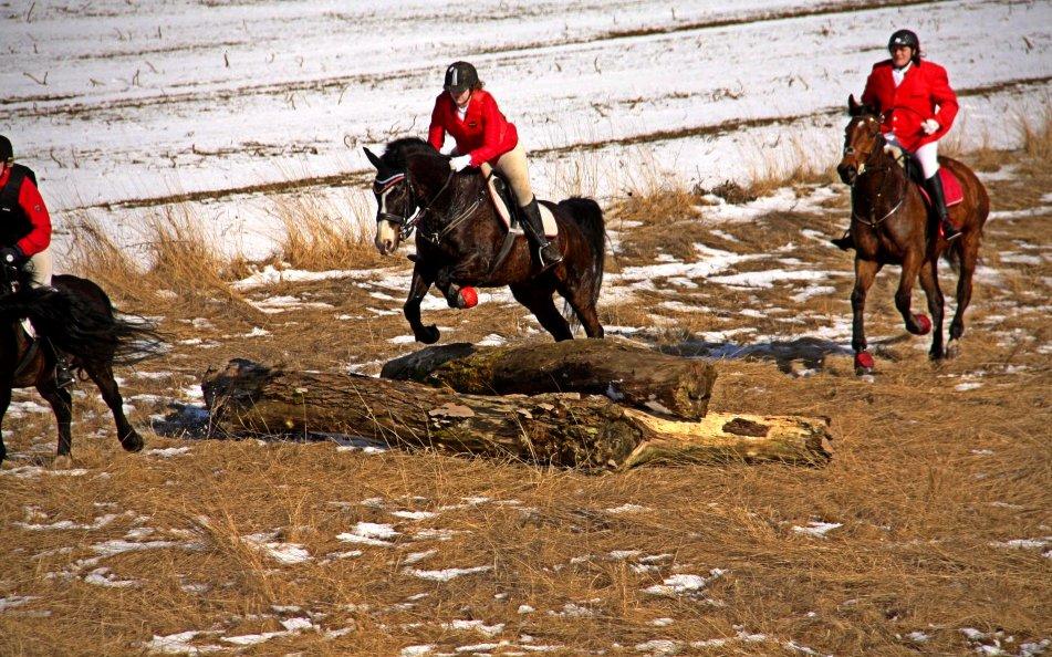 Dansk Varmblod Askemosegaards Ram Á Jean billede 16