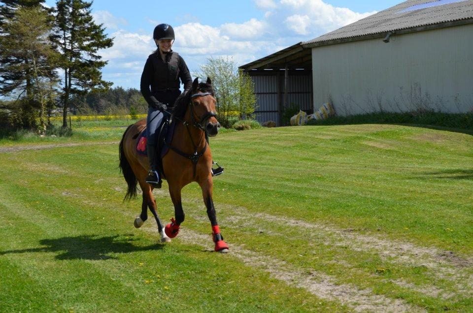 New Forest Max - Der findes ingen i hele verden der kan få mig til at smile så meget som du kan!♥ billede 3