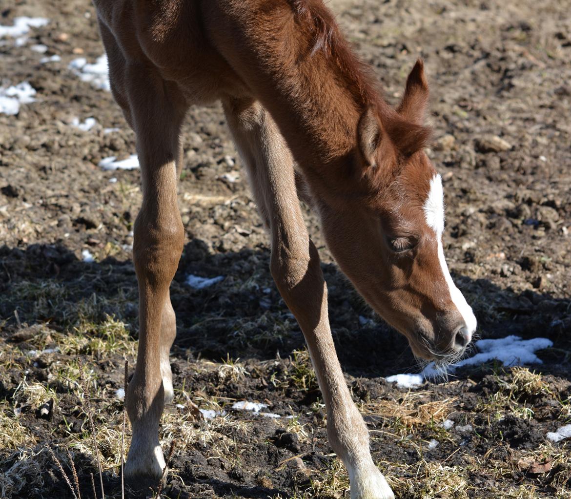 Arabisk fuldblod (OX) EA Taylor Maid billede 7