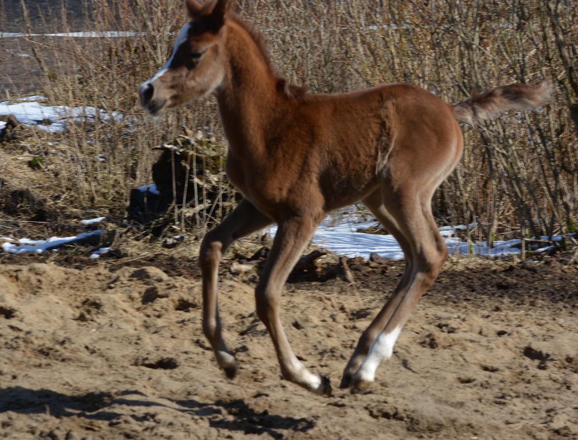 Arabisk fuldblod (OX) EA Taylor Maid billede 8