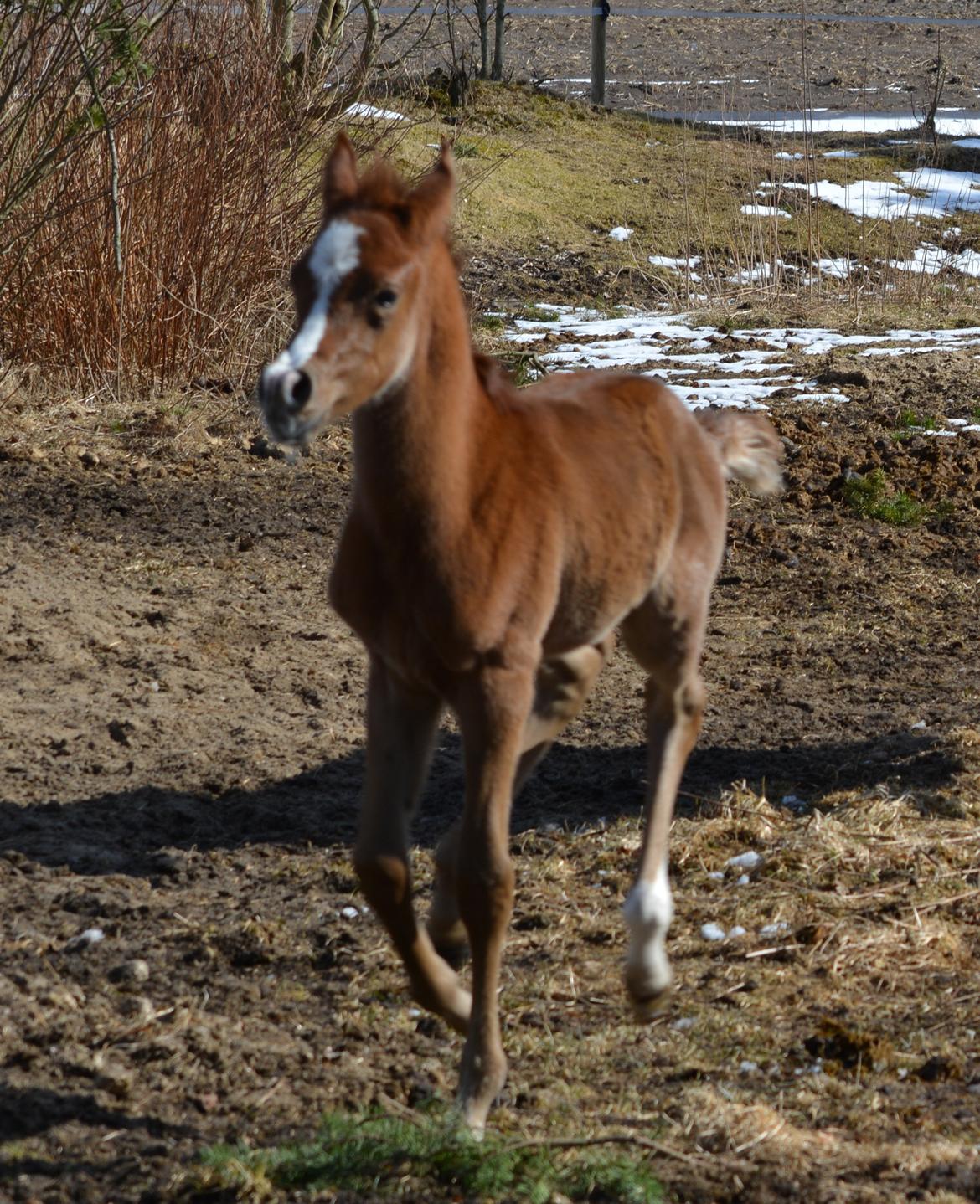 Arabisk fuldblod (OX) EA Taylor Maid billede 10