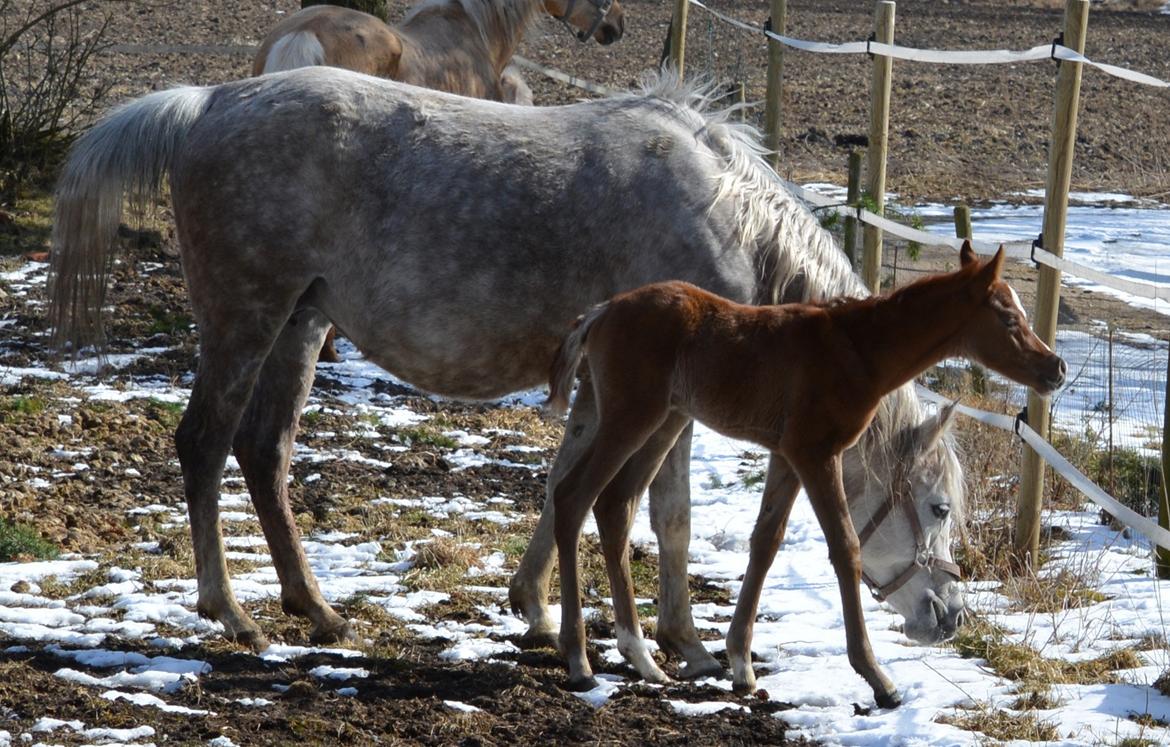 Arabisk fuldblod (OX) EA Taylor Maid billede 11