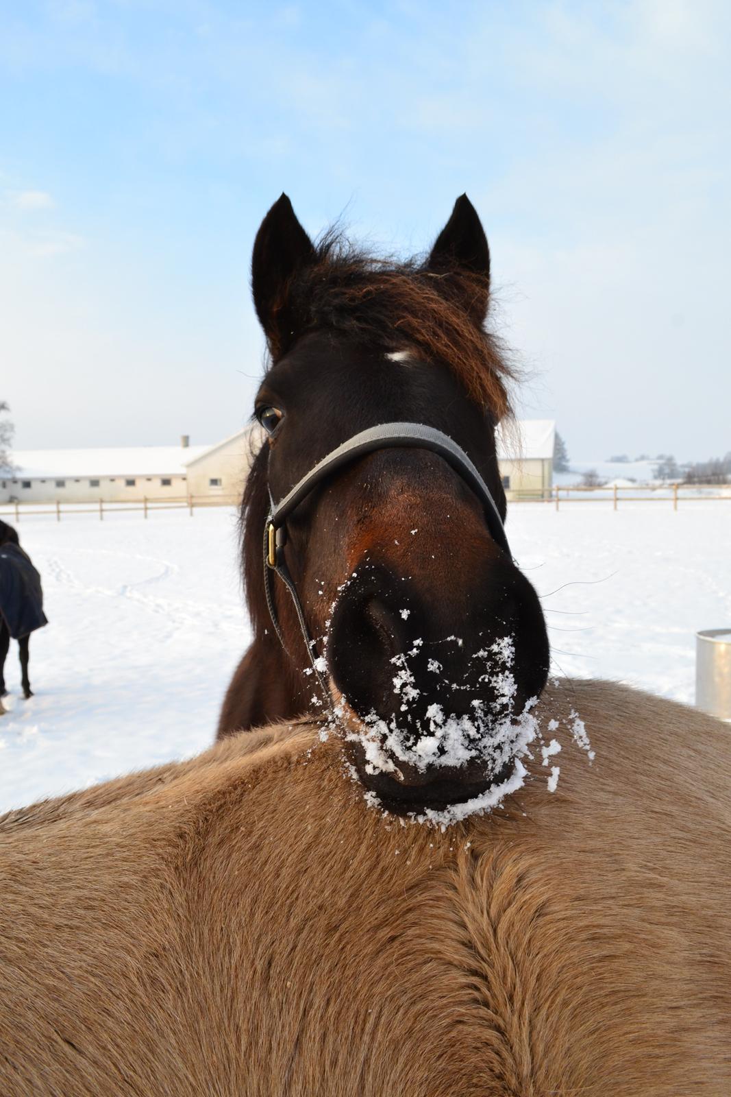 New Forest Elmholts nutella - godt eddies mås er så stor billede 4