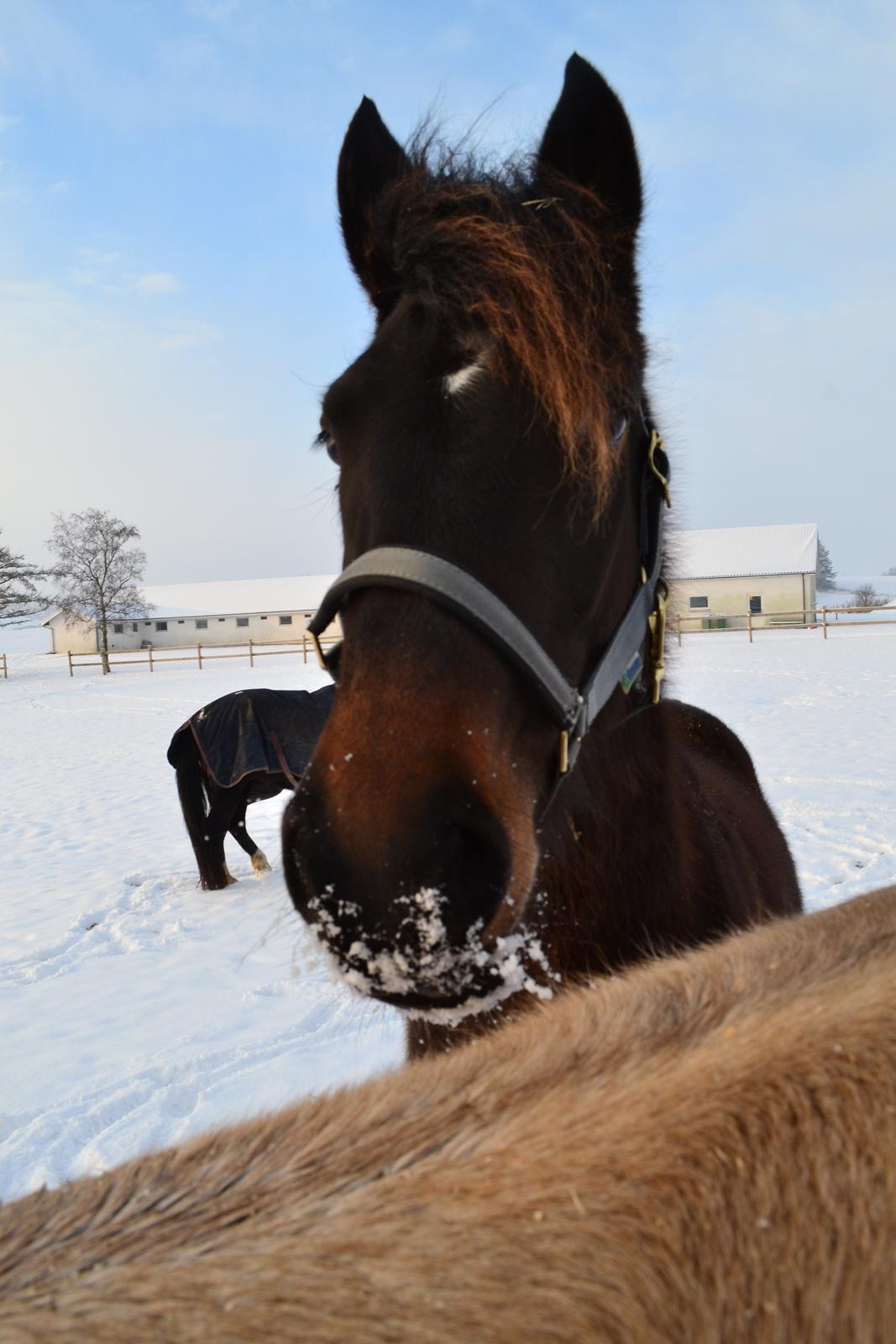 New Forest Elmholts nutella - lækre nutella billede 16