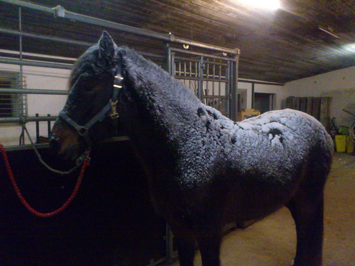 New Forest Elmholts nutella - snedækken ehhhh jo deeeeet... billede 17