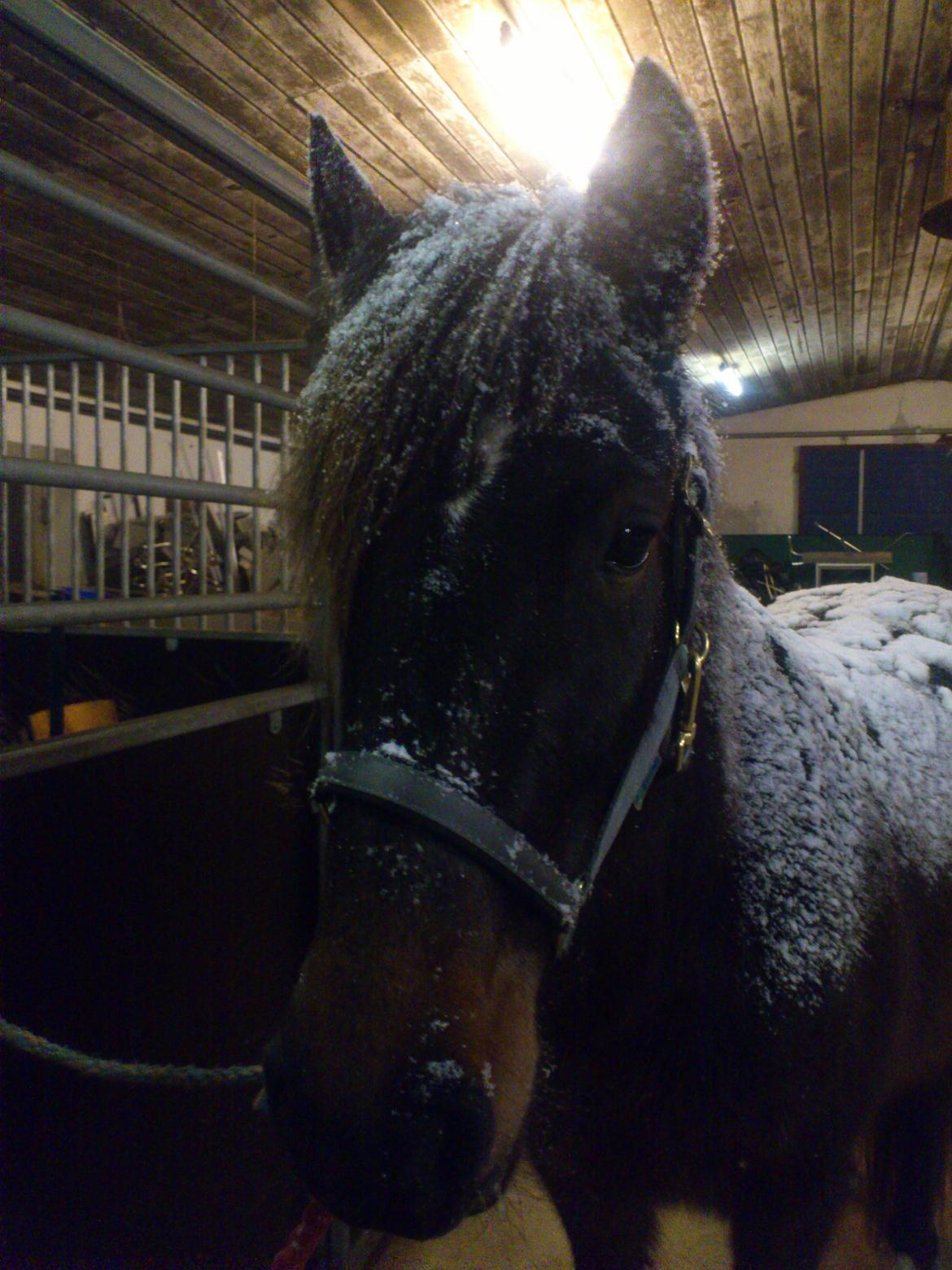 New Forest Elmholts nutella - har det sneet ? billede 18