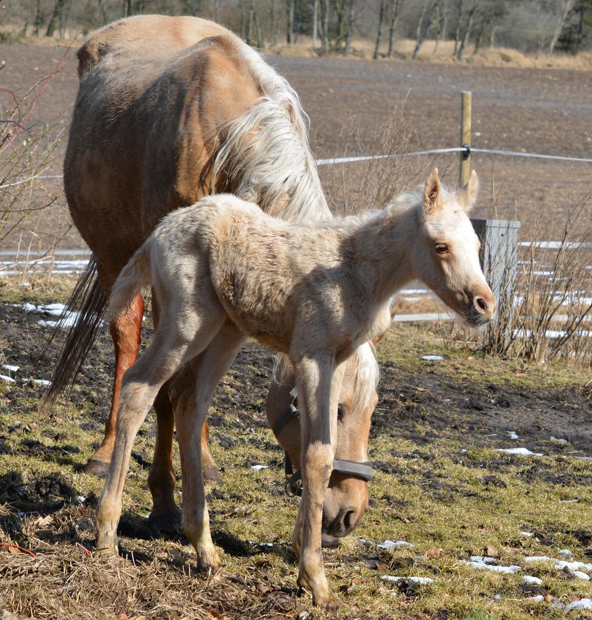 Palomino Enghavegårds Akropolis (Solgt) billede 14