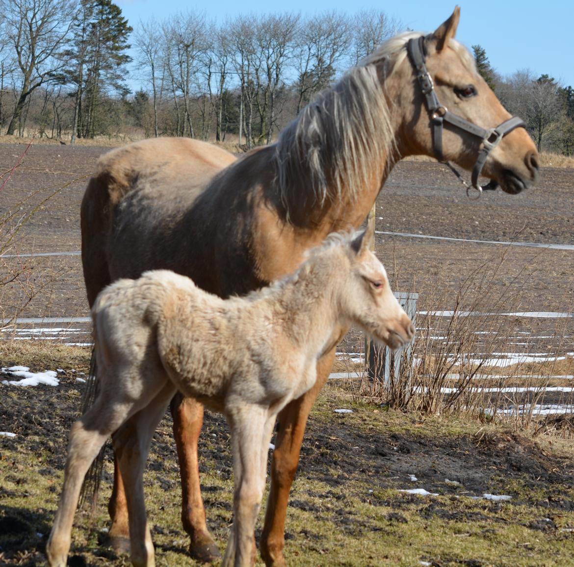 Palomino Enghavegårds Akropolis (Solgt) billede 15