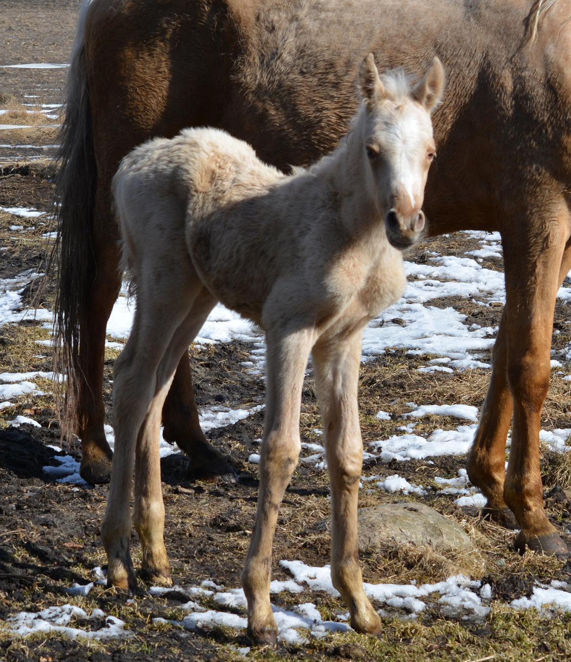 Palomino Enghavegårds Akropolis (Solgt) billede 4