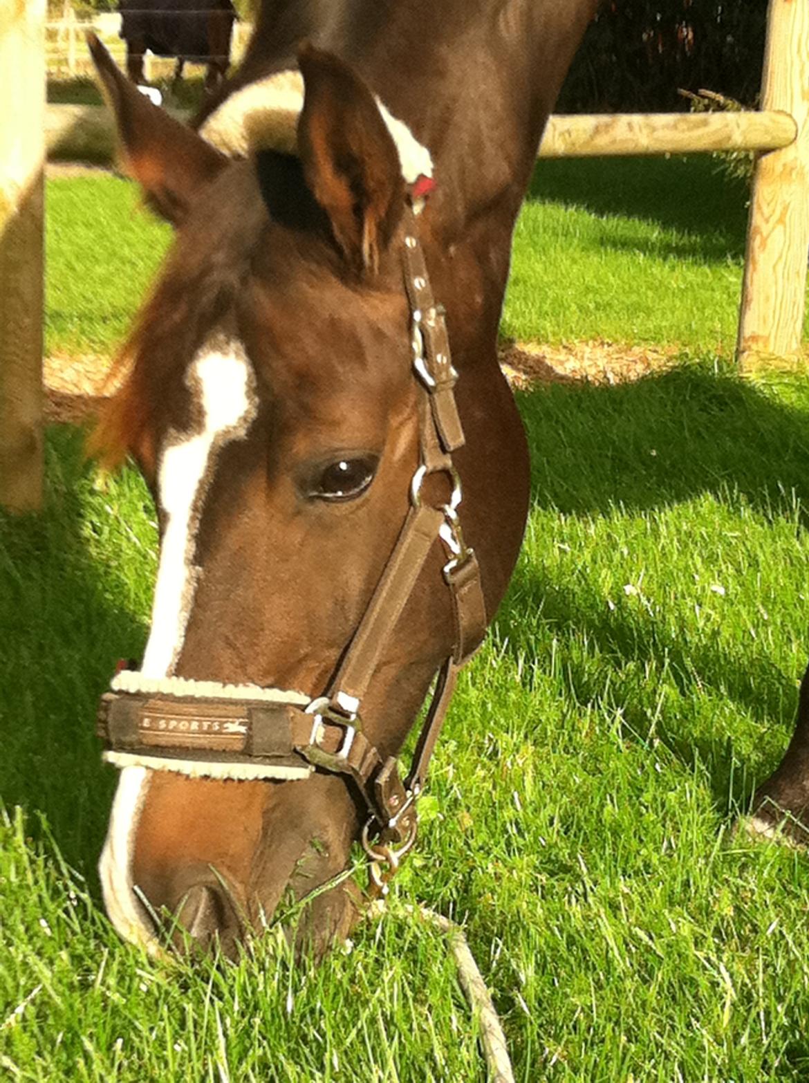 Hollandsk Varmblod Tellisto billede 20