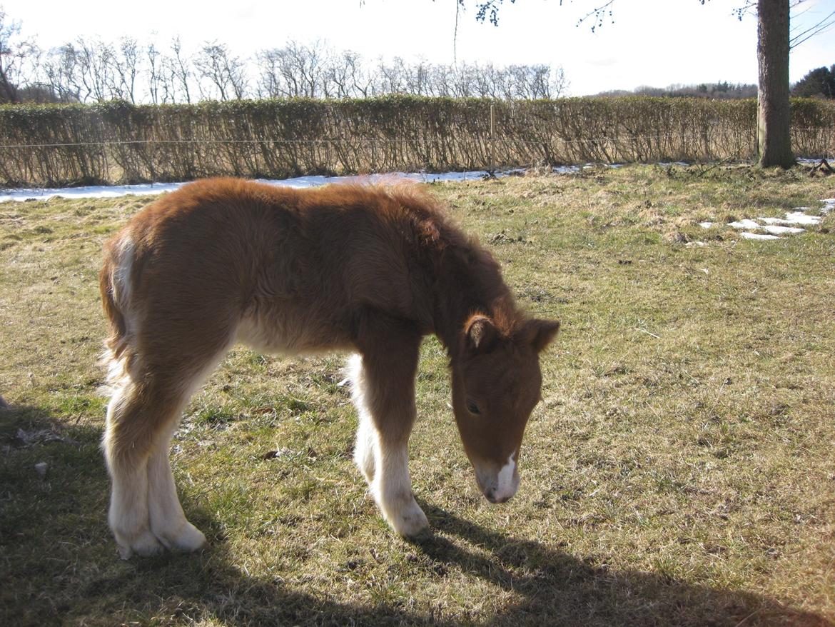 Shetlænder Hedens trine billede 7