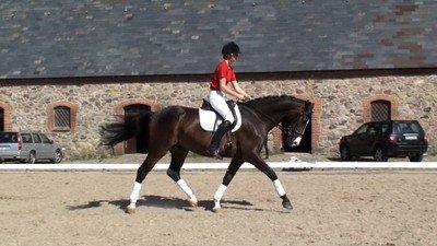 Dansk Varmblod Askemosegaards Ram Á Jean billede 10